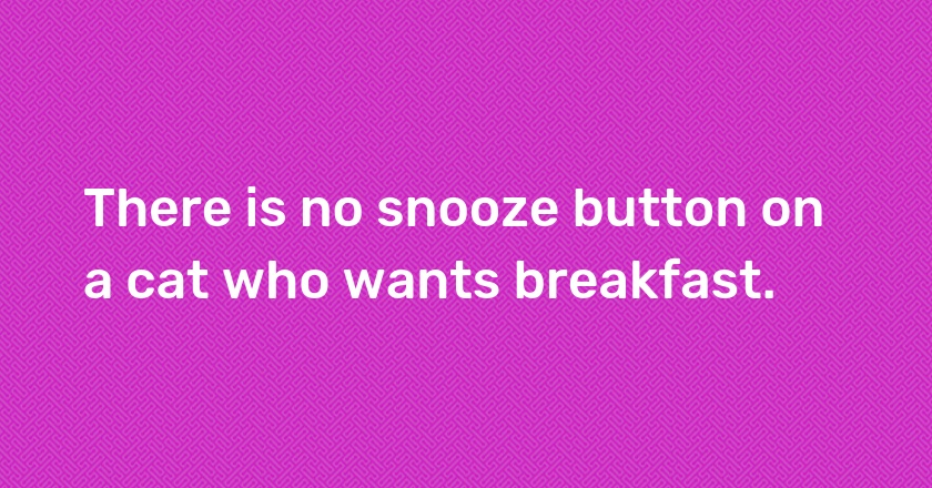 There is no snooze button on a cat who wants breakfast.