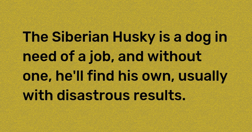 The Siberian Husky is a dog in need of a job, and without one, he'll find his own, usually with disastrous results.