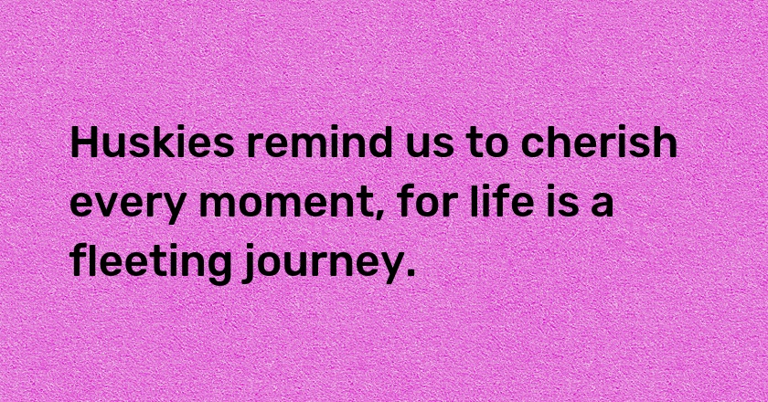 Huskies remind us to cherish every moment, for life is a fleeting journey.