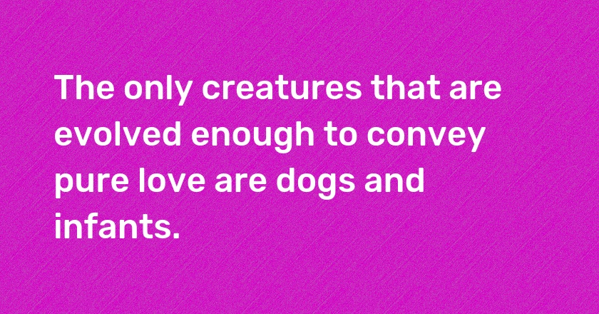 The only creatures that are evolved enough to convey pure love are dogs and infants.