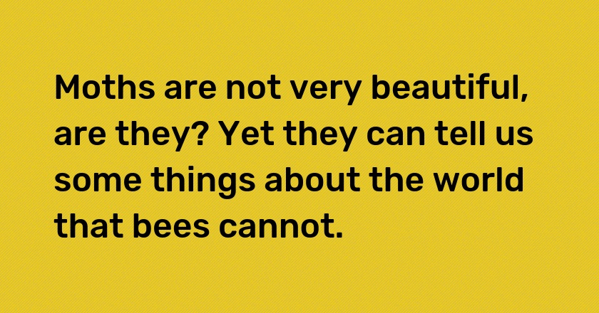 Moths are not very beautiful, are they? Yet they can tell us some things about the world that bees cannot.