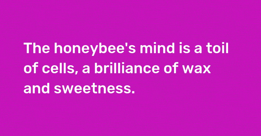 The honeybee's mind is a toil of cells, a brilliance of wax and sweetness.