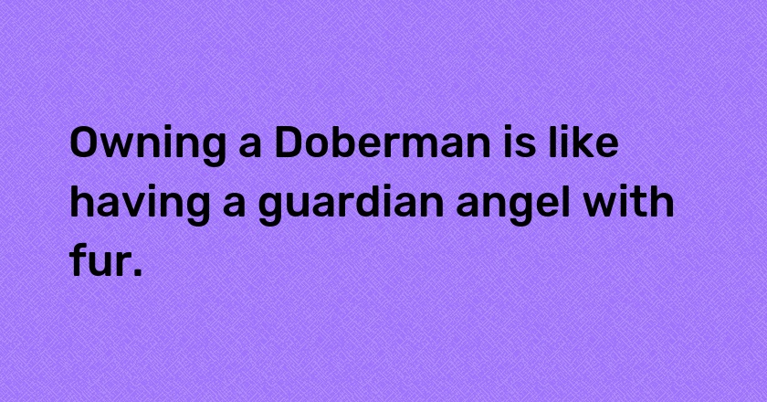 Owning a Doberman is like having a guardian angel with fur.