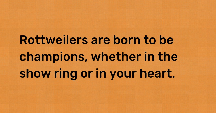 Rottweilers are born to be champions, whether in the show ring or in your heart.