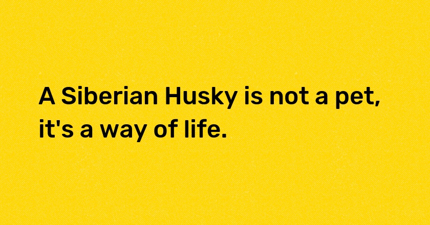 A Siberian Husky is not a pet, it's a way of life.