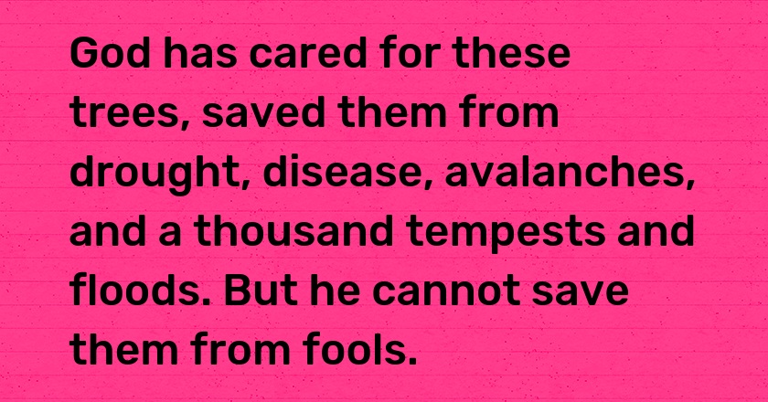 God has cared for these trees, saved them from drought, disease, avalanches, and a thousand tempests and floods. But he cannot save them from fools.