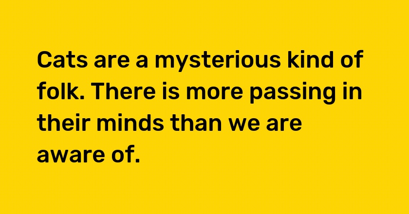 Cats are a mysterious kind of folk. There is more passing in their minds than we are aware of.