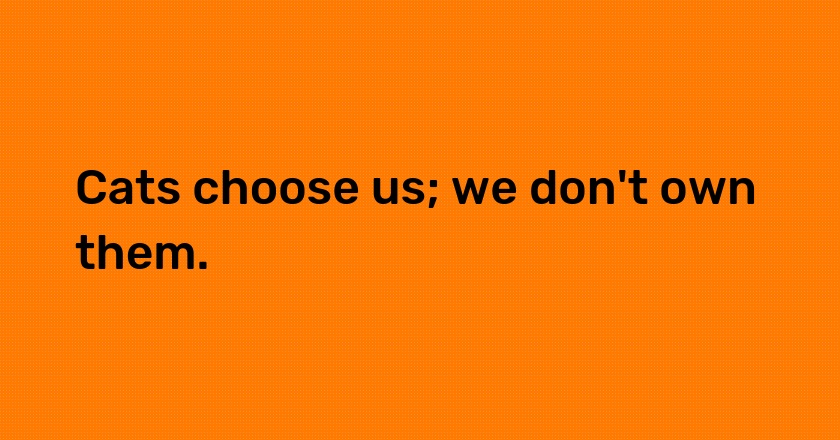 Cats choose us; we don't own them.