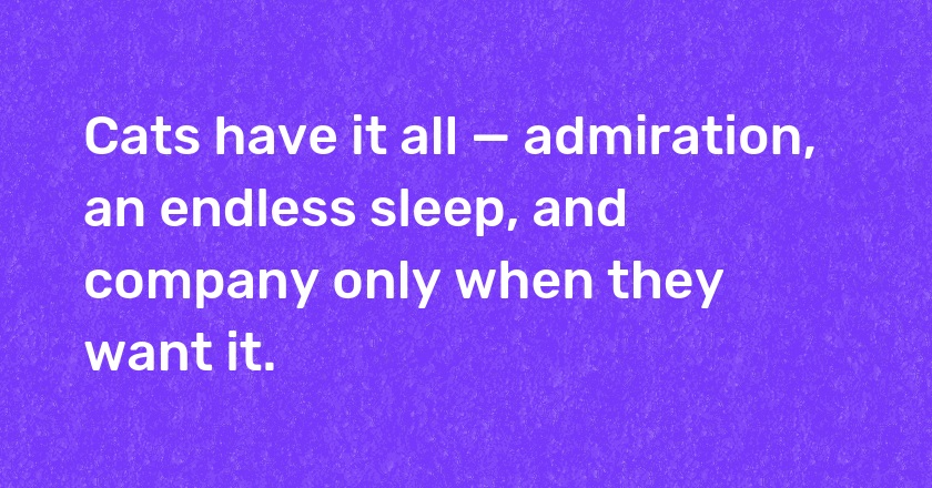 Cats have it all — admiration, an endless sleep, and company only when they want it.