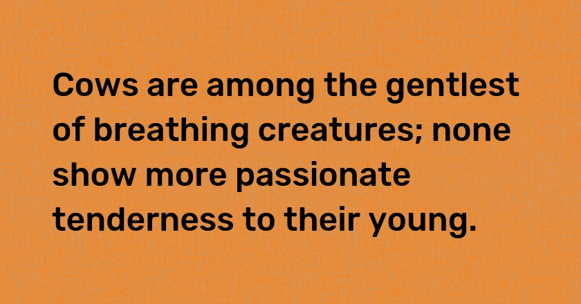 Cows are among the gentlest of breathing creatures; none show more passionate tenderness to their young.